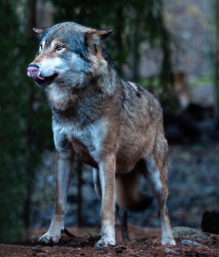 Lysas Bilder: Varg på Kolmården