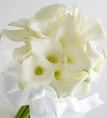 Download calla lily bunch