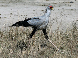 secretary bird animal genus wingspan