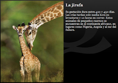 jirafa
