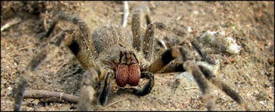Araña errante brasileña o Armadeira