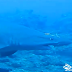 Filman un tiburón toro en aguas de Canarias