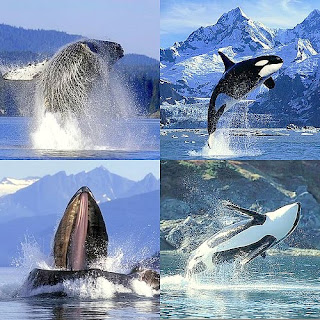 impacto acústico sobre las ballenas