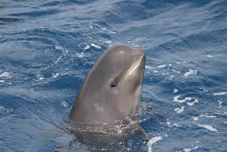 Delfin Calderón