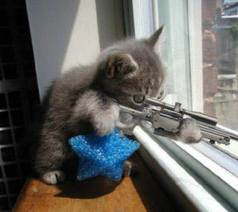 Gato disparando