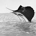 Pez Vela y Tiburón Mako los más rapidos del mar