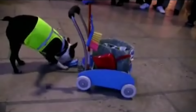Servicio de limpieza canino