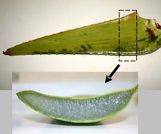 Aloe Vera