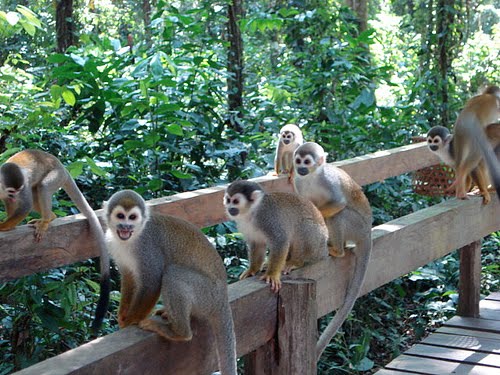 Isla de los micos amazonas - colombia mi tierra agencia de viaje y turismo