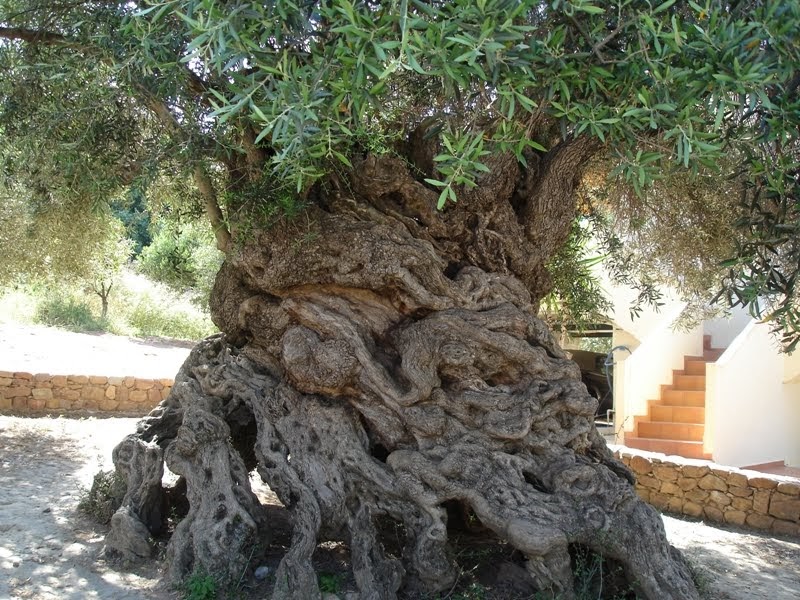 Olive Tree أكبر شجرة زيتون في العالم