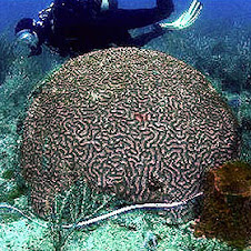 www.Reef-Rescue.org