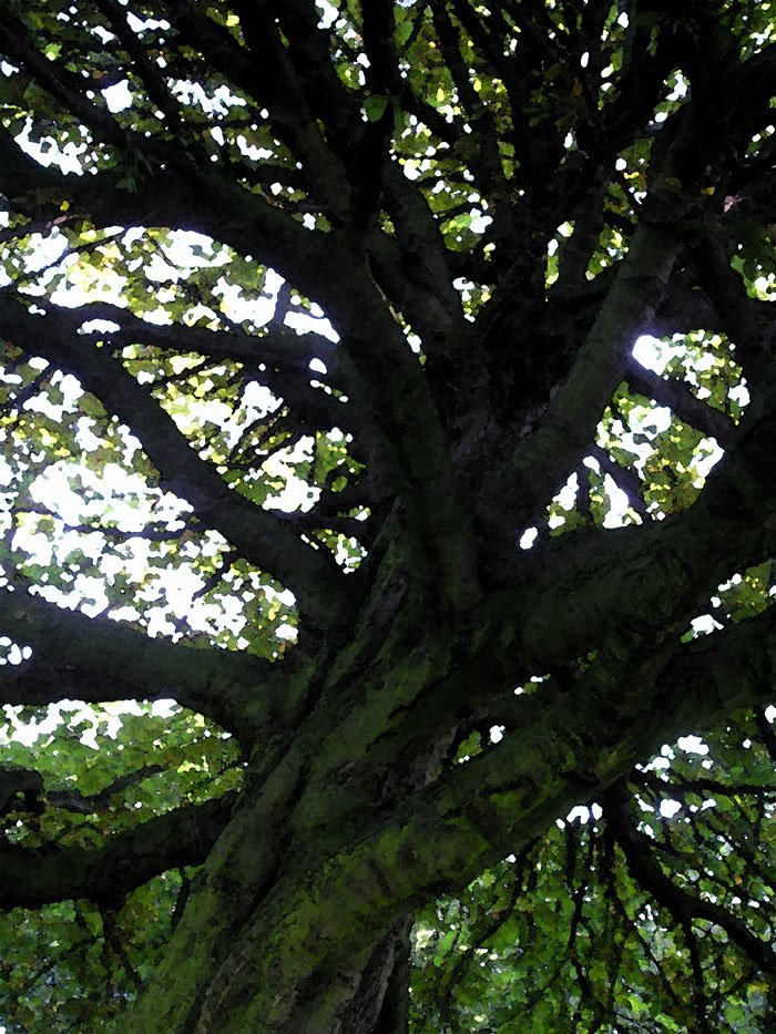 [tree+trunk+watercolour.jpg]