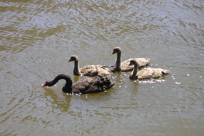 [swans+on+yarra+1+smaller.jpg]