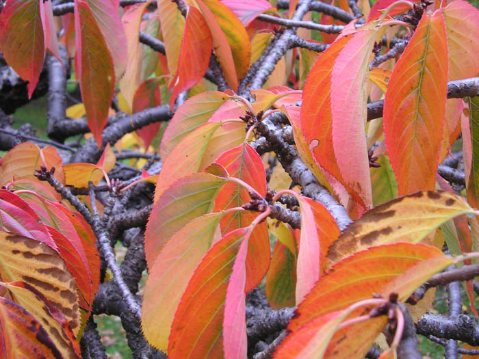 [cherry+tree+leaves+red.jpg]