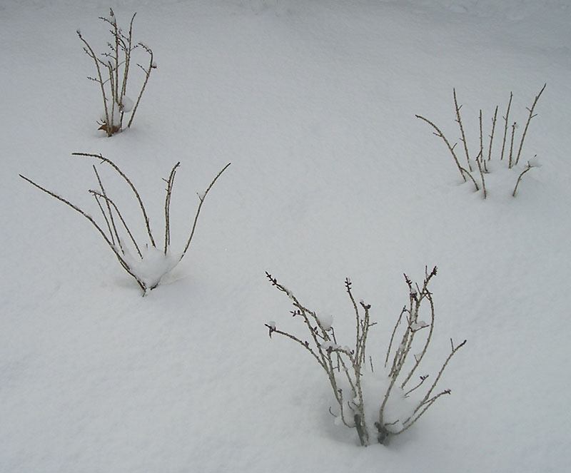 [snowy+twigs.jpg]
