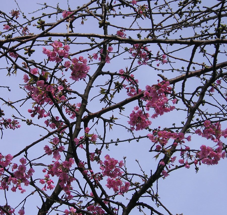 [16-03-09+first+blossom+branches.jpg]