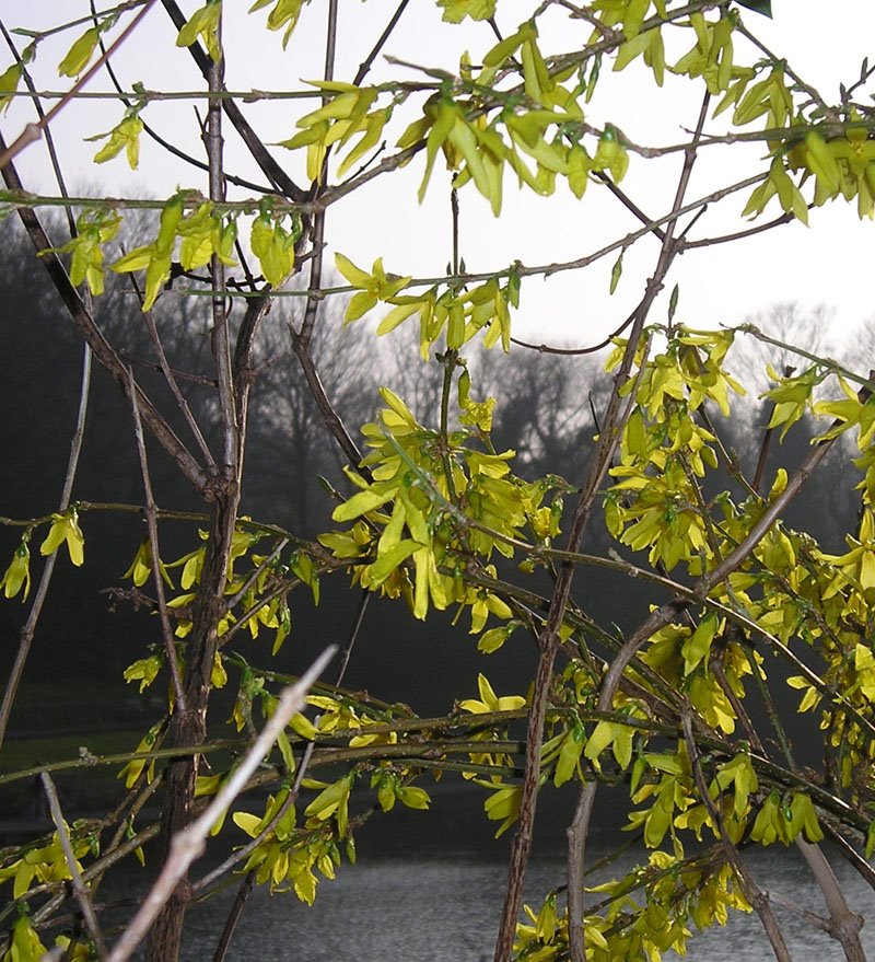 [forsythia+latticel.jpg]