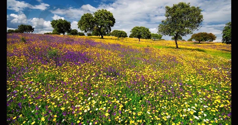 Ciudaddormida Extremadura, campos en primavera. Dehesa