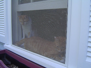 jack and rowdy in the window