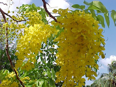 beautiful Kani Konna or Vishu konna cassia fistula flower