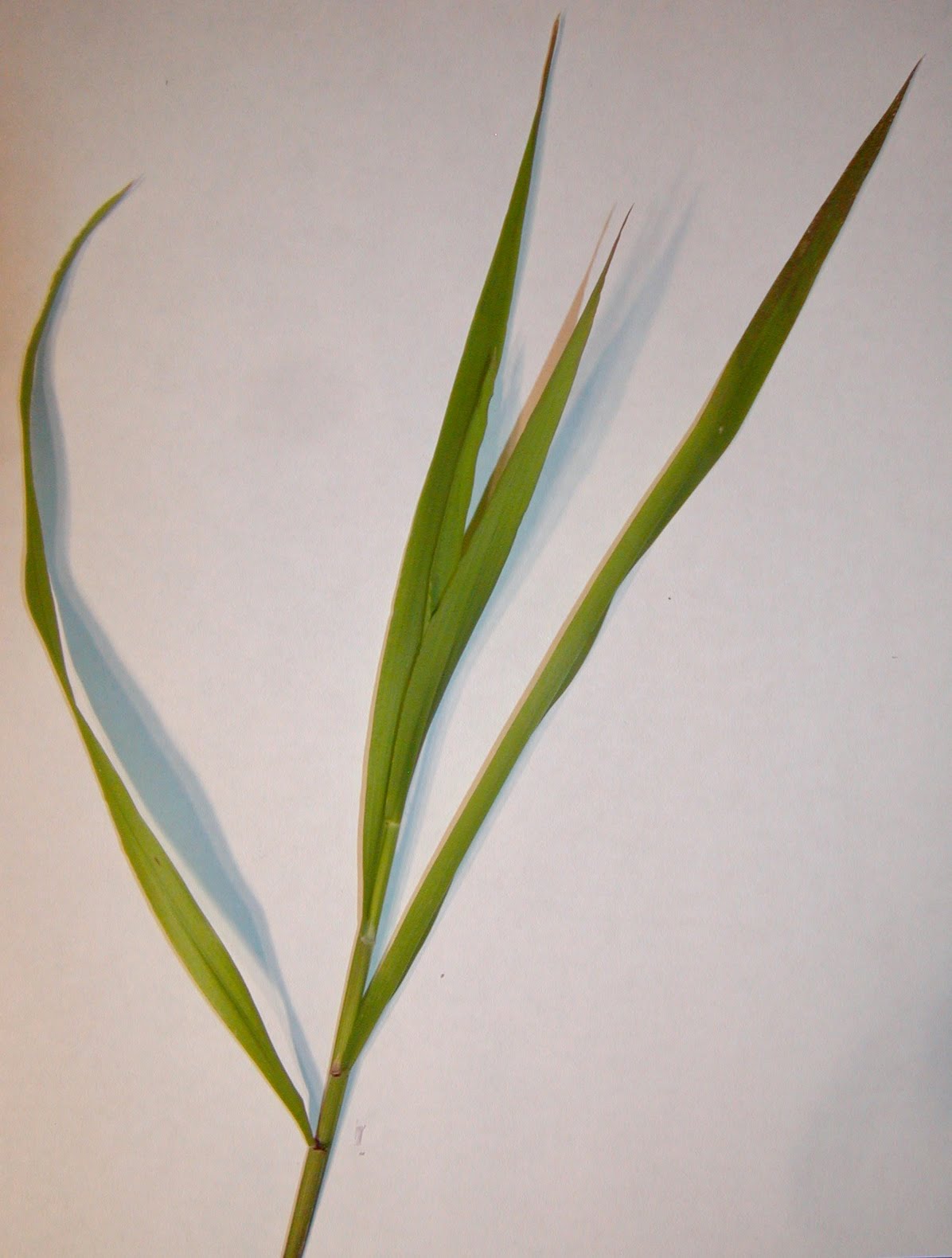 Kid Avalanche Projects and Activities for kids and kids with kids