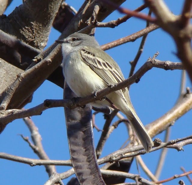 aves de Chacabuco: SUIRIRÍ COMÚN.