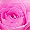 [rose_pink.JPG]