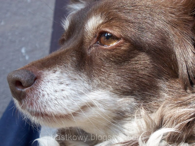 Portret brązowo-białego psa z przenikliwymi, bystrymi oczami, zapatrzonymi w dal.