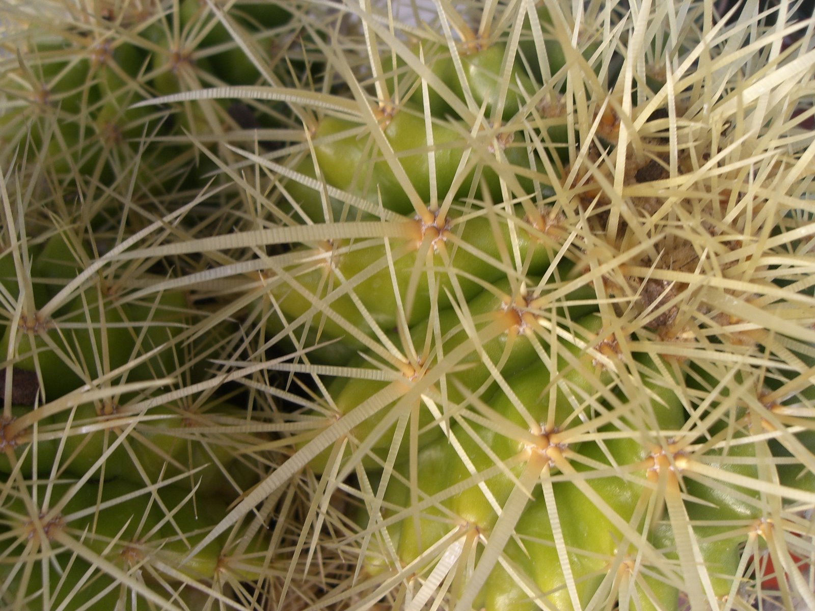 [Novembro+2006+018.jpg]