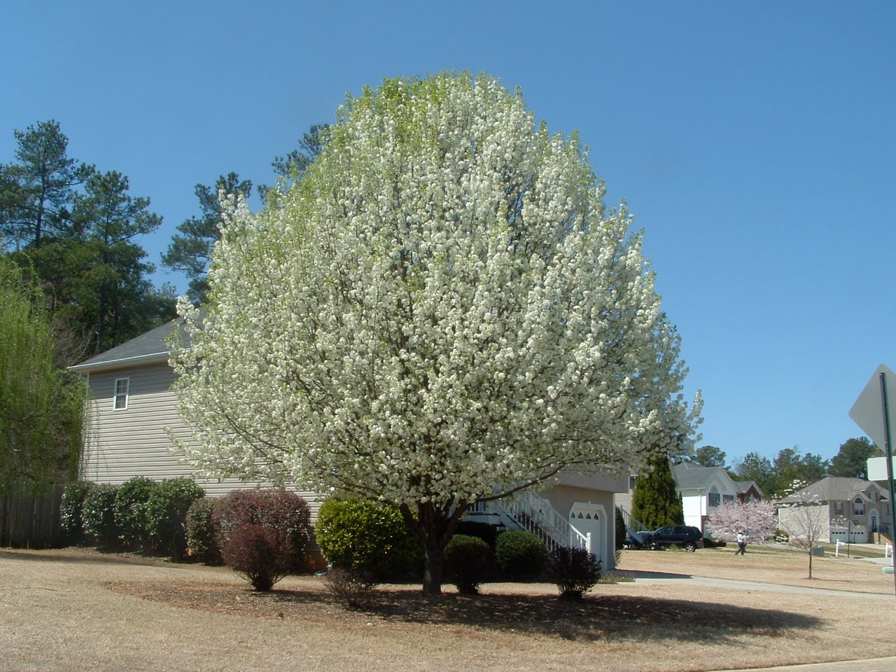 Douglasville, Flowering Trees