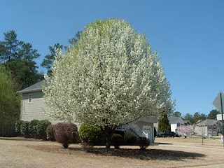 Cherry Hill Vw >> Douglasville, Georgia: Flowering Trees Cherry Hill Vw >> Douglasville, Georgia: Flowering Trees