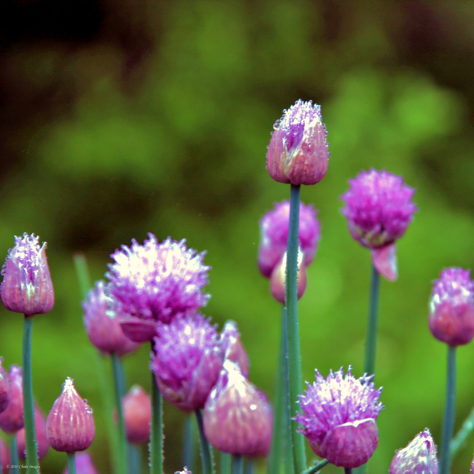 Chase Images Early Bloomers