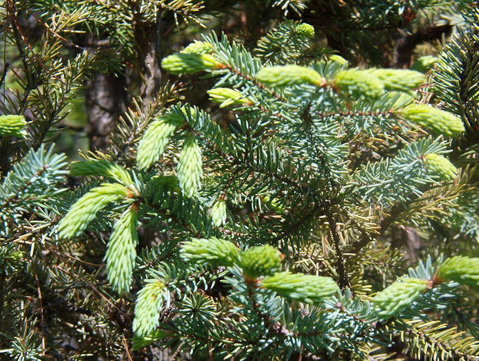 Pine tips