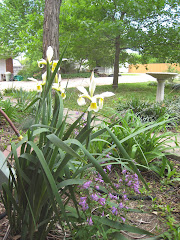 White Louisiana Iris and purple Gulfcoast Penstamon