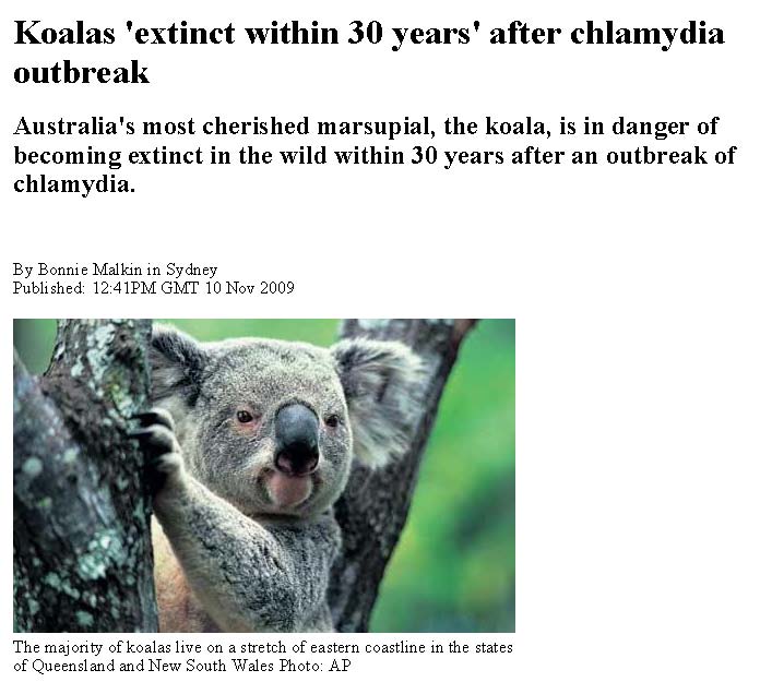 [Koalas.jpg]
