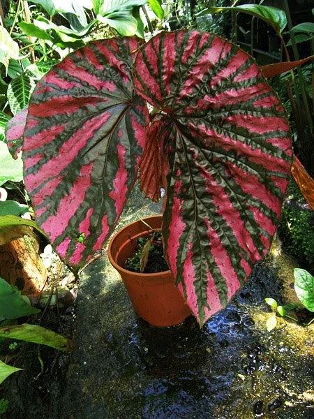 Hort Log: The Tale of 2 Begonia brevirimosa