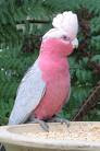 Galah