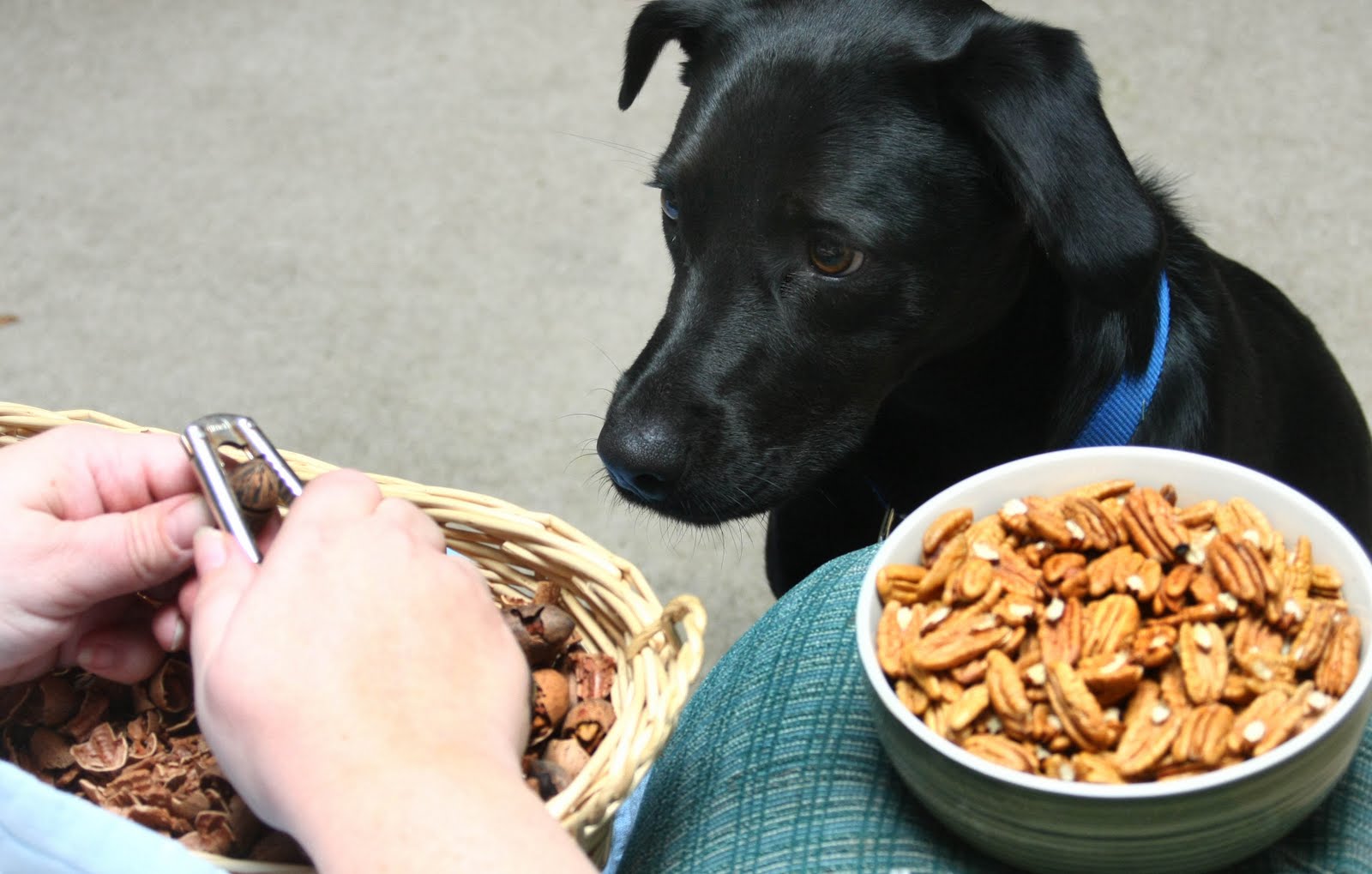 The Creamer Chronicles My dog is nuts!