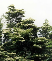Madroño, árbol nacional