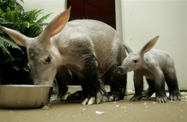 baby+aardvark+with+mom.jpg