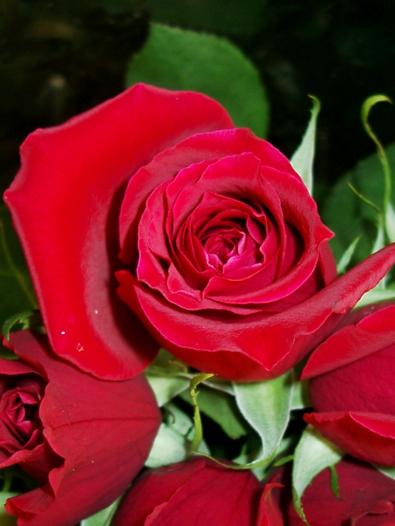 [rose1.jpg]