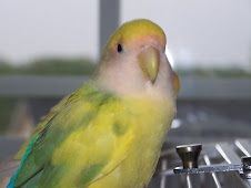 <a href="http://www.birdchannel.com/blog/viewbio.aspx?apid=13371">Dewey (Breeder Male)</a>