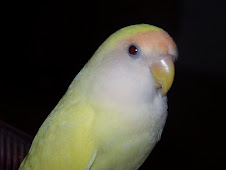 <a href="http://www.birdchannel.com/blog/viewbio.aspx?apid=13357">Sierra (Breeder Female)</a>