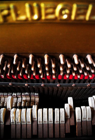 [innards©NicoleBarker.jpg]