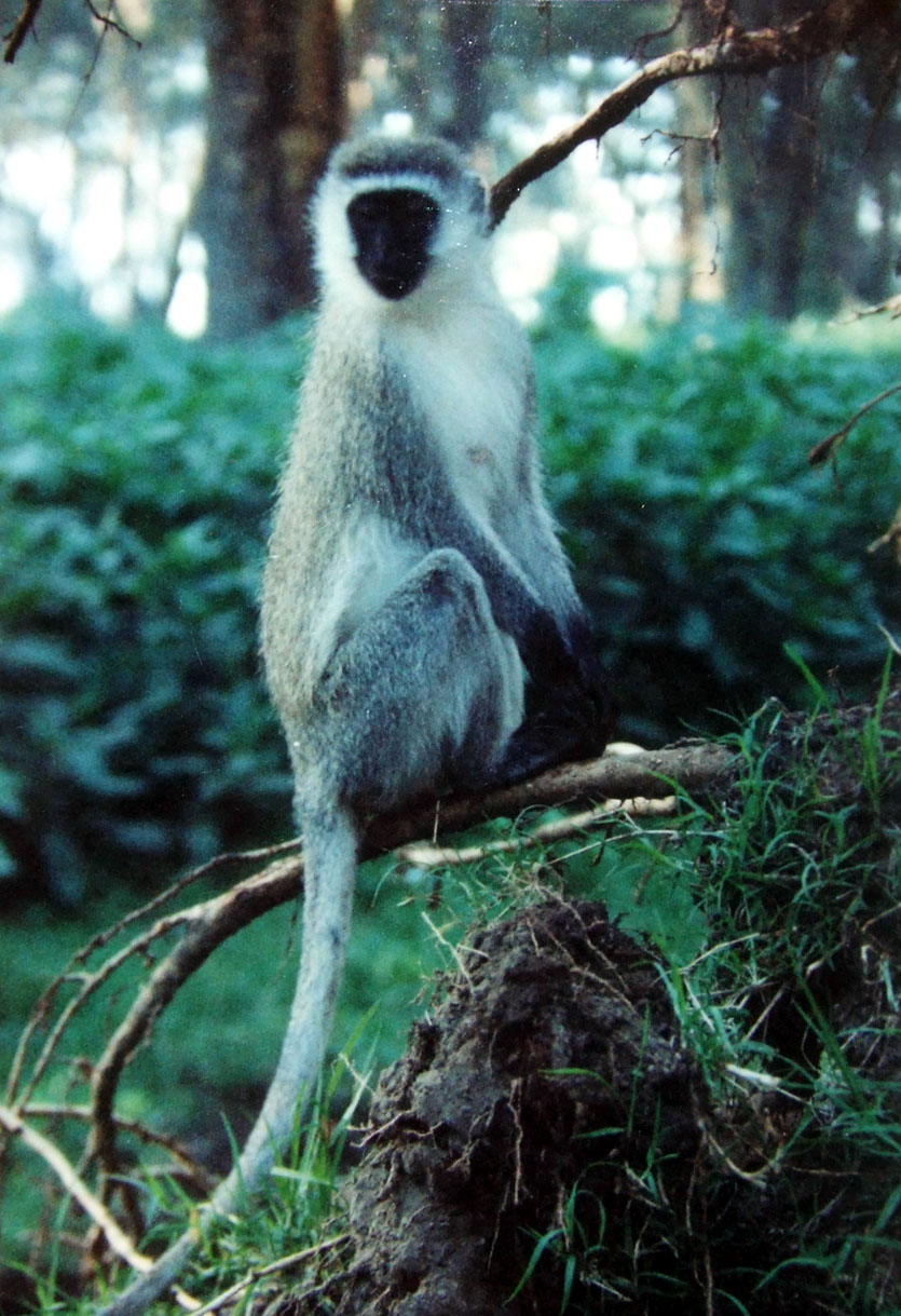[monkey+kenya.JPG]