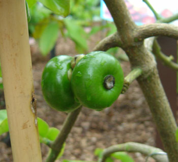 [button_mangosteen3.jpg]