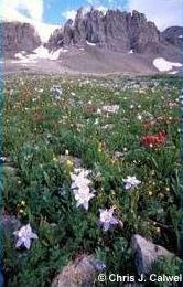 Las temperaturas más altas pueden causar que desaparezcan algunos ecosistemas, incluyendo praderas alpinas en las Montañas Rocosas.