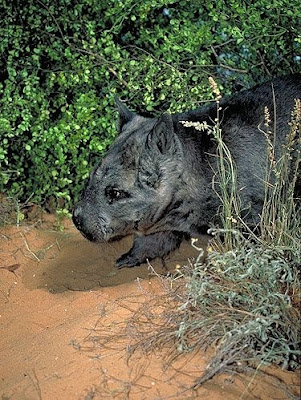 Wombat norteño de nariz peluda (Lasiorhinus krefftii)