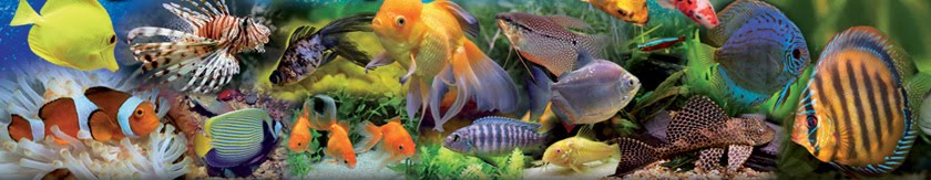 All About Fish