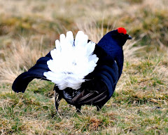 Black Grouse (Tetrao Tetrix)